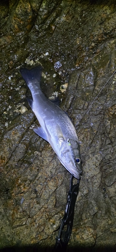 セイゴ（ヒラスズキ）の釣果