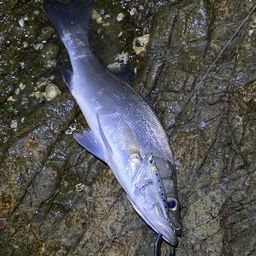 セイゴ（ヒラスズキ）