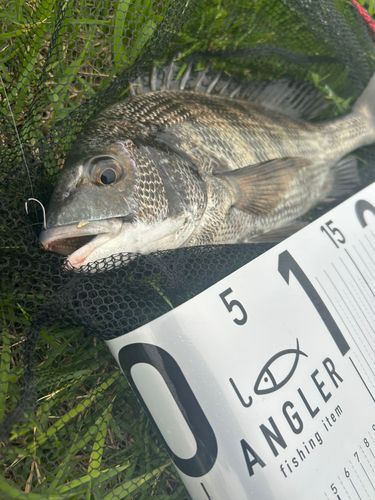 チヌの釣果