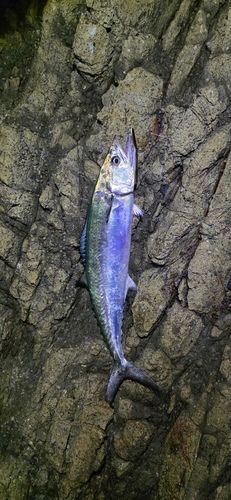 サゴシの釣果