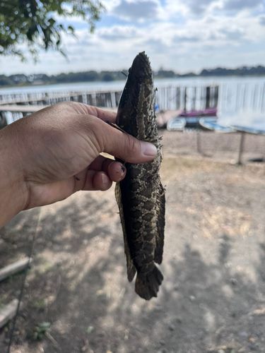 ライギョの釣果