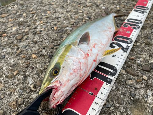 ツバスの釣果