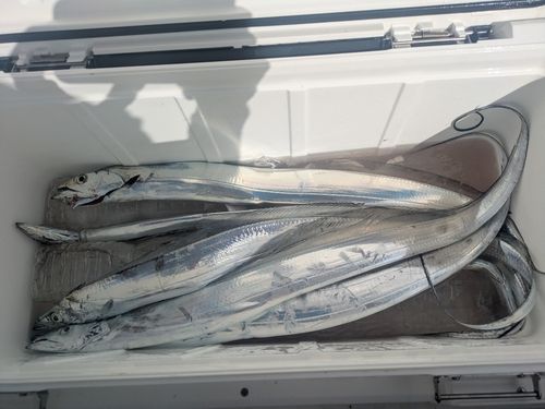 タチウオの釣果