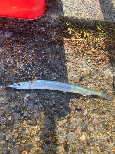 サヨリの釣果