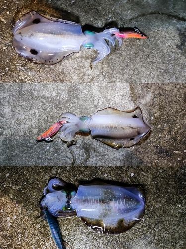 アオリイカの釣果