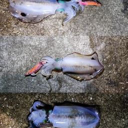 アオリイカ