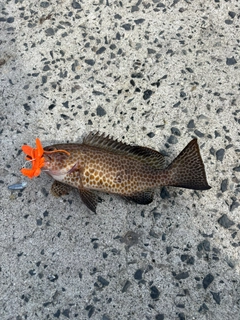 オオモンハタの釣果