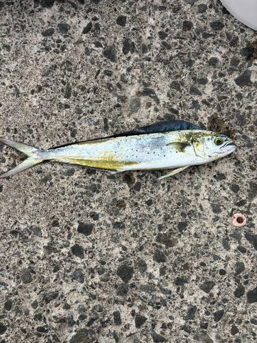シイラの釣果
