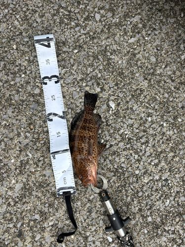オオモンハタの釣果