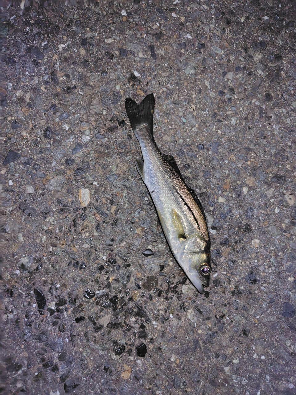 アジ
