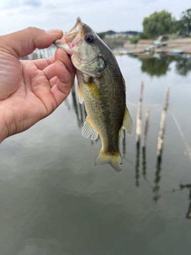 ライギョの釣果