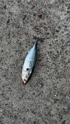 スマガツオの釣果