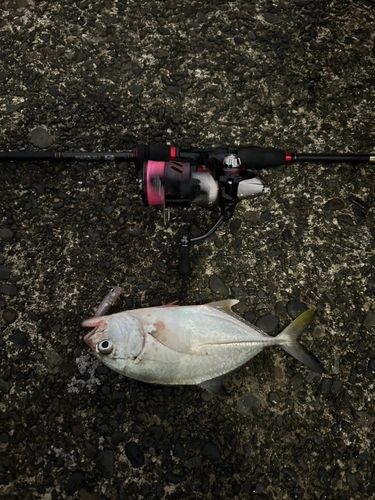 メッキの釣果