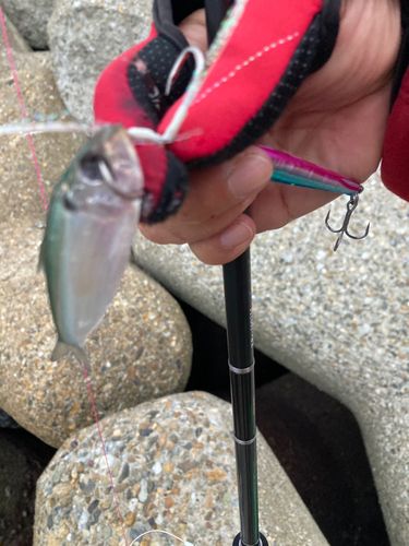 イワシの釣果