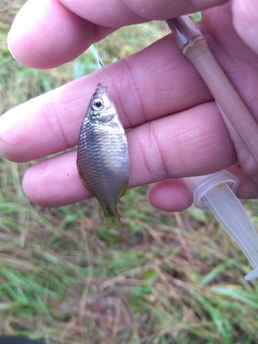 タイリクバラタナゴの釣果
