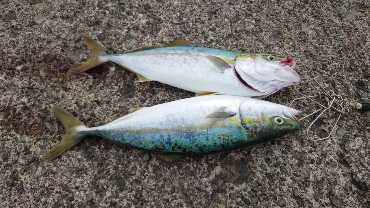 イナダ
