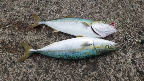 イナダの釣果