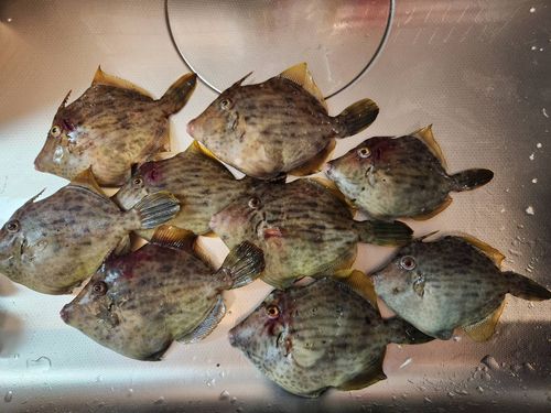 カワハギの釣果