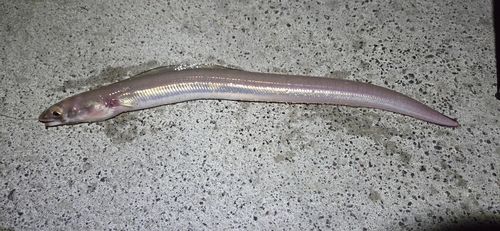 アナゴの釣果