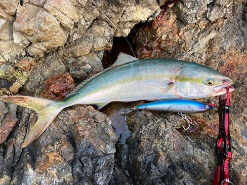 メジロの釣果