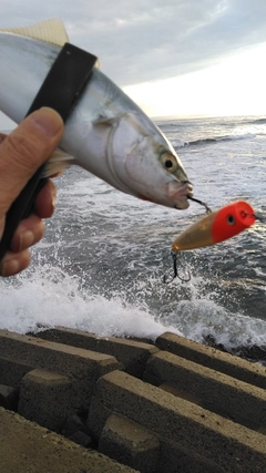 ツバスの釣果