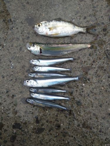 クロサギの釣果