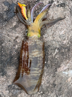 アオリイカの釣果