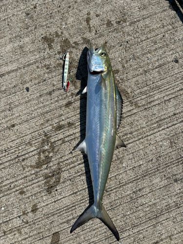 サゴシの釣果