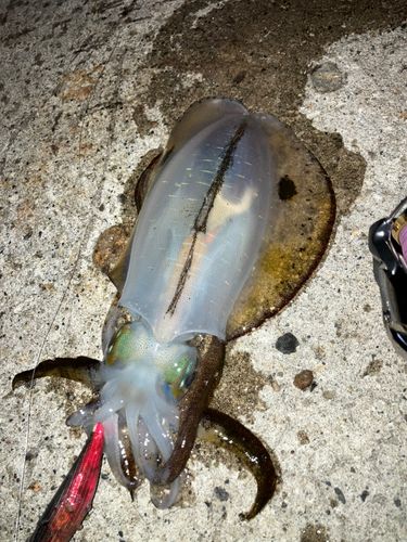 アオリイカの釣果