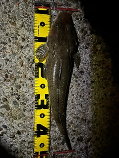 マゴチの釣果