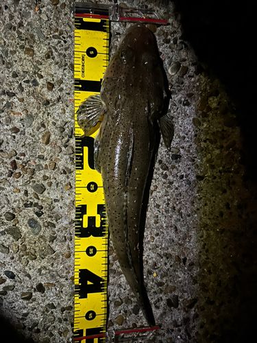 マゴチの釣果