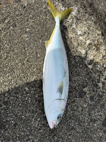 イナダの釣果