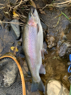 ニジマスの釣果