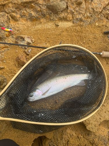 ニジマスの釣果