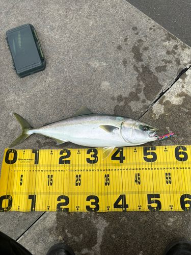 イナダの釣果