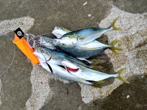 ワカシの釣果
