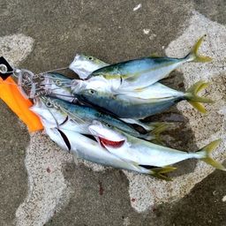 ワカシ