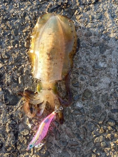 アオリイカの釣果