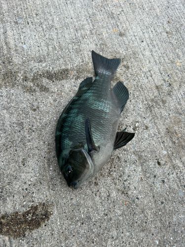 グレの釣果