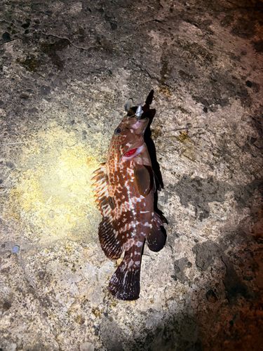 キジハタの釣果