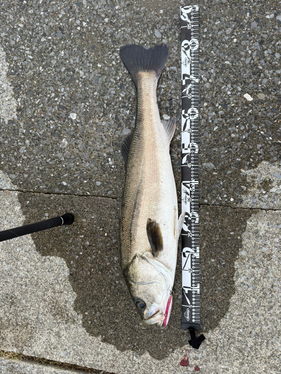 DAIWA 19ショアスパルタン ブレイクスルー 106MHの最安値・インプレ