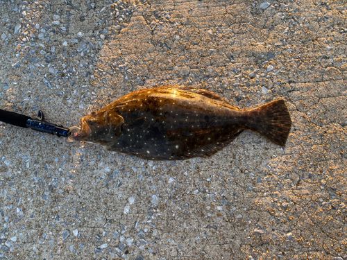 ヒラメの釣果
