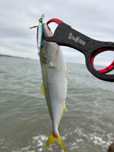 ワカシの釣果