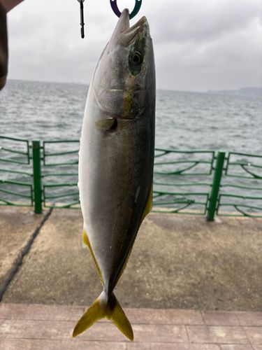 イナダの釣果