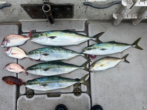 ワラサの釣果