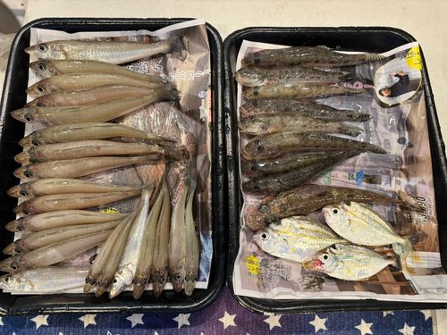 シロギスの釣果
