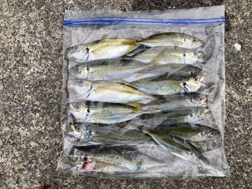 アジの釣果