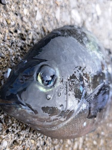 臼杵湾