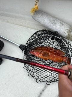アカハタの釣果