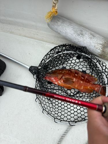 アカハタの釣果